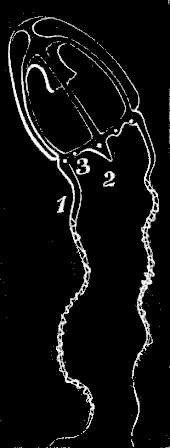 Fig. 87. Medusa of Lafoea.