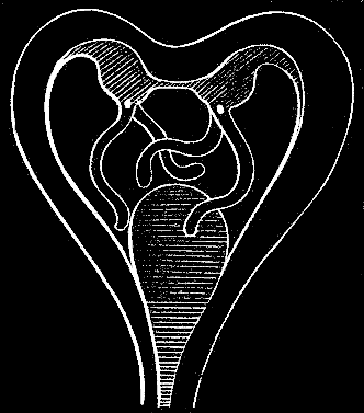 Fig. 95. Medusae buds