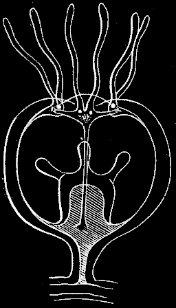 Fig. 96. Medusae buds