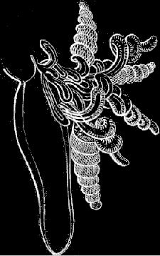Fig. 113. Medusa with corkscrew shaped tentacles.