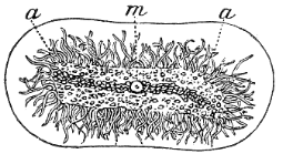 Fig. 120. Velella; m so-called mouth, a tentacles. (Agassiz.)