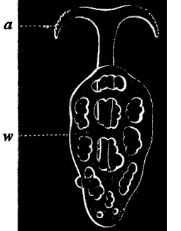 Fig. 125. Anchor of Synapta; a anchor, w plate upon which anchor is attached; greatly magnified.