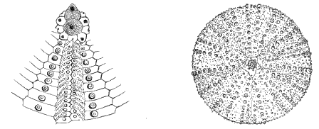 Fig. 132. Portion of shell of Fig. 131, with spines rubbed off. (Agassiz.)