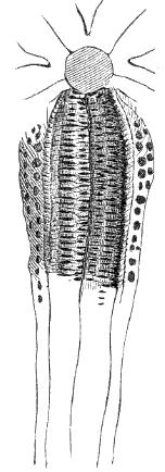 Fig. 141. Star-fish ray, seen from mouth side. (Agassiz.)