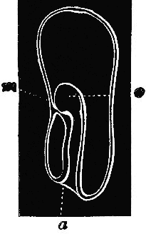 fig 164