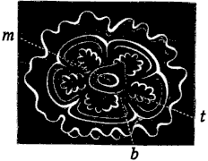 Fig. 169. Fig. 168, seen from the mouth side; <i>m</i> mouth, <i>t</i> tentacles.