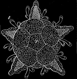 Fig. 184 Young
Ophiuran which has resorbed the whole larva.