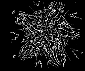 Fig. 185 Cluster of eggs of Star-fishes placed over the mouth of the parent.