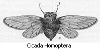 Cicada Homoptera