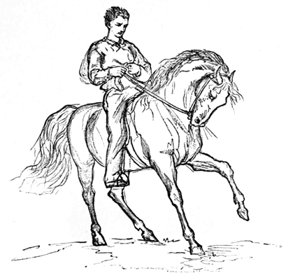 A rough sketch of Laurie taming a horse
