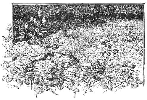 Rows upon rows of the beautifullest roses