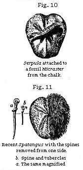 Fig. 10: Serpula attached to a fossil. Fig. 11: Recent Spatangus with spines removed from one side.
