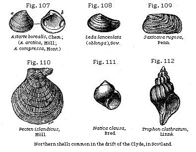 Figs. 107-112: Northern shells common in the drift of the Clyde, in Scotland.