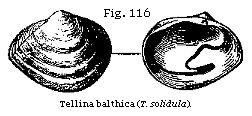 Fig. 116: Tellina balthica