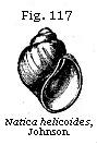 Fig. 117: Natica helicoides