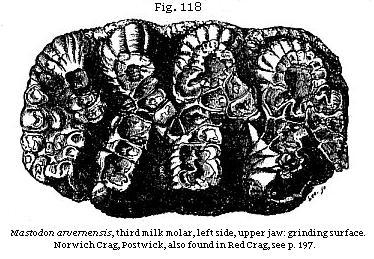 Fig. 118: <i>Mastodon arvernensis,</i> third milk molar, left
side, upper jaw: grinding surface. Norwich Crag, Postwick, also found in Red
Crag, see p. 197.