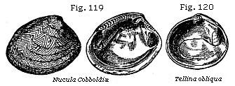 Fig. 119: Nucula Cobboldiæ; Fig. 120: Tellina obliqua.