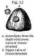 Fig. 12: Ananchytes from the chalk.