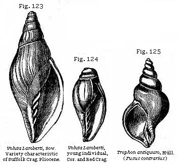 Fig. 123: Voluta Lamberti; Fig. 124: Voluta Lamberti; Fig. 125: Trophon antiquum.