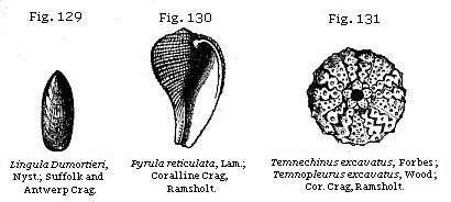Fig. 129: Lingula Dumortieri. Fig. 130: Pyrula reticulata. Fig. 131:
Temnechinus excavatus.