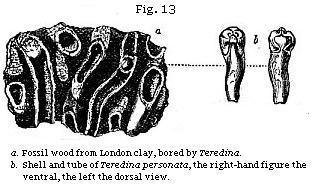 Fig. 13: Fossil wood bored by Teredina.