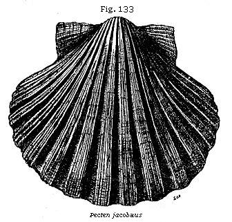 Fig. 133: Pecten jacobæus