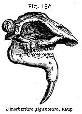 Fig. 136: Dinotherium giganteum.