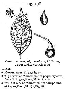Fig. 138: Cinnamomum polymorphum.