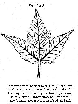 Fig. 138: Acer trilobatum.