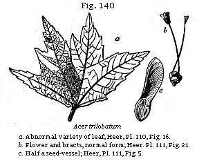 Fig. 140: Acer trilobatum.
