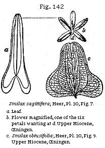 Fig. 142: Smilax sagittifera.