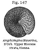 Fig. 147: Amphistegina Hauerina.