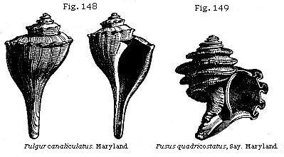 Fig. 148: Fulgur canaliculatus. Fig. 149: Fusus quadricostatus.