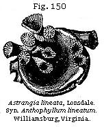 Fig. 150: Astrangia lineata.