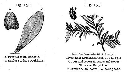Fig. 152: Fruit of fossil Banksia and leaf of Banksia. Fig. 153: Sequoia Langsdorfii.