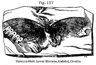 Fig. 157: Vanessa Pluto.