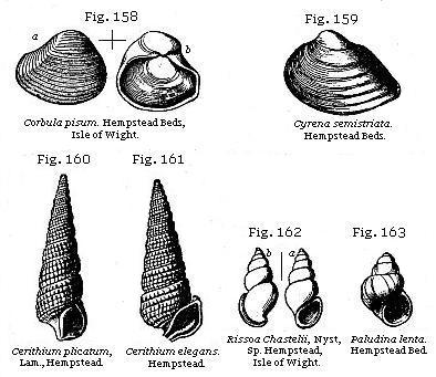 Fig. 158: Corbula pisum. Fig. 159: Cyrena semistriata. Fig. 160: Cerithium
plicatum. Fig. 161: Cerithium elegans. Fig. 162: Rissoa Chastelii. Fig. 163:
Paludina lenta.