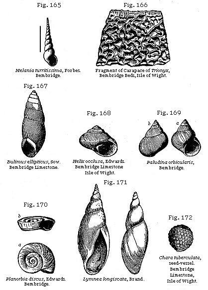 Fig. 165: Melania turritissima, Fig. 166: Fragment of Carapace of Trionyx,
Fig. 167: Bulimus ellipticus, Fig. 168: Helix occlusa, Fig. 169: Paludina
orbicularis, Fig. 170: Planorbis discus, Fig. 171: Lymnea longiscata, Fig. 172:
Chara tuberculata.