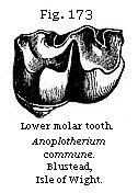 Fig. 173: Lower molar tooth.