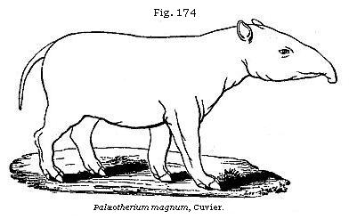 Fig. 174: Palæotherium magnum.