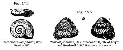 Fig. 175: Planorbis euomphalus, Fig. 176: Helix labyrinthica.