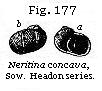 Fig. 177: Neritina concava.