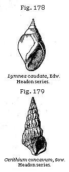 Fig. 178: Lymnea caudata, Fig. 179: Cerithium concavum.