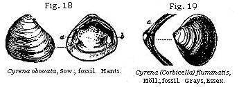 Fig. 18: Cyrena obovata. Fig. 19: Cyrena fluminatis.