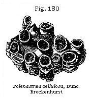 Fig. 180: Solenastræa cellulosa.