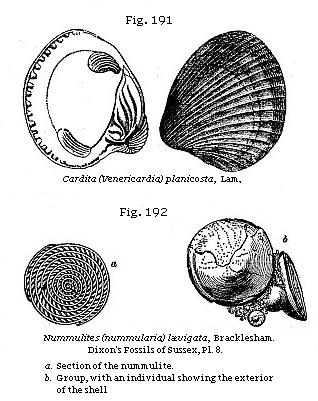 Fig. 191: Cardita (Venericardia) planicosta, Fig. 192: Nummulites (Nummularia) lavigata.