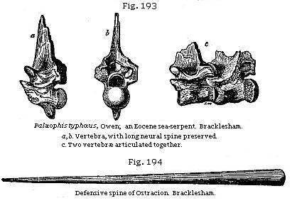 Fig. 193: Palæophis typhoeus, Owen; an Eocene sea-serpent, Fig. 194: Defensive
spine of Ostracion.