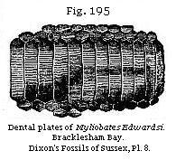 Fig. 195: Dental plates of Myliobates Edwardsi.