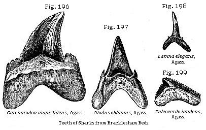 Fig. 196: Carcharodon angustidens, Fig. 197: Otodus obliquus, Fig. 198: Lamna
elegans, Fig. 199: Galcocerdo latidens.