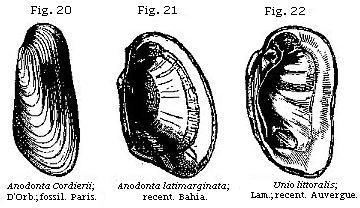 Fig. 20: Anodonta Cordierii. Fig. 21: Anodonta latimarginata. Fig. 22: Unio littoralis.